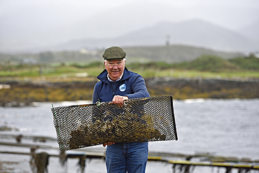 David Keanes, owner of Connemara Oyster Farm with oyster-bags, Ballinakill Bay, Letterfrack, Connemara, County Galway, Connacht, Republic of Ireland