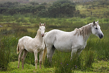 Connemara ponies in the rain, Ballinakill Bay, Letterfrack, Connemara, County Galway, Connacht, Republic of Ireland