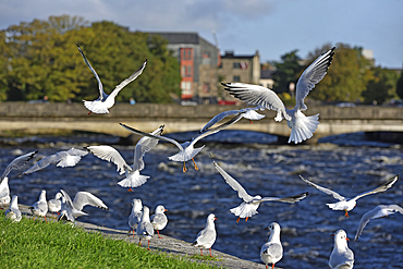 Seagulls along the river Corrib with the Wolfe Tone Bridge in the background, Galway, Connemara, County Galway, Connacht, Republic of Ireland