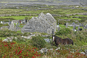 Horse in ruins of Na Seacht dTeampaill (Seven Churches), Inishmore, largest Aran Island, Galway Bay, County Galway, Connacht, Republic of Ireland