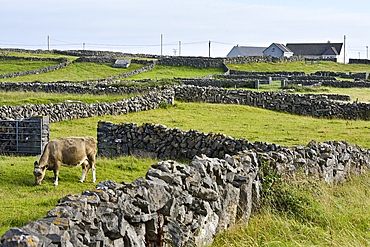 cattle in enclosures of dry stone walls, Inishmore, the largest of the Aran Islands, Galway Bay, West Coast, Republic of Ireland, North-western Europe