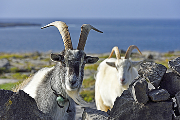 feral goats, Inishmore, the largest of the Aran Islands, Galway Bay, West Coast, Republic of Ireland, North-western Europe