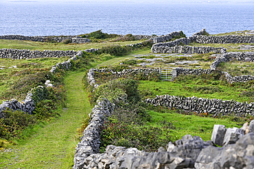 Enclosures of dry stone walls, Inishmore, largest of the Aran Islands, Galway Bay, County Galway, Connacht, Republic of Ireland