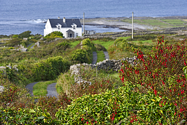 Inishmore, largest of the Aran Islands, Galway Bay, County Galway, Connacht, Republic of Ireland