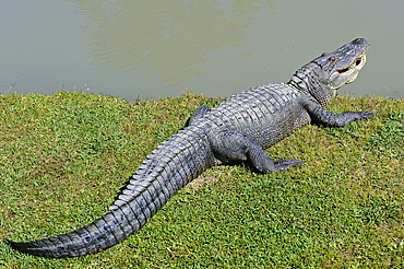 Alligator (Alligator mississippiensis), by the water, Gator Country Wildlife Adventure Park, Beaumont, Texas, United States of America