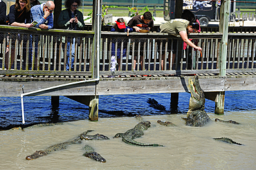 Alligators feeding, Gator Country Wildlife Adventure Park, Beaumont, Texas, United States of America