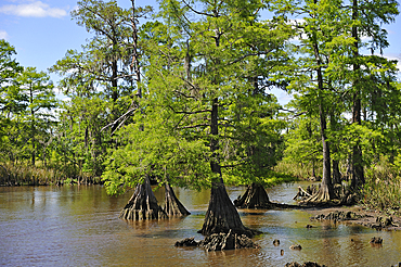 cypress-lined backwater channel of Neches River, Beaumont, Texas, United States of America, North America