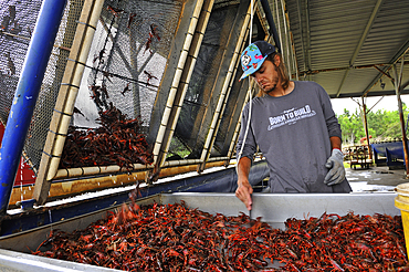 Crayfish farm near Beaumont, Texas, United States of America