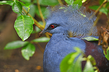 Victoria crowned pigeon (Goura victoria), Rainforest Pyramid, Moody Gardens, Galveston island, Gulf of Mexico, Texas, United States of America, North America