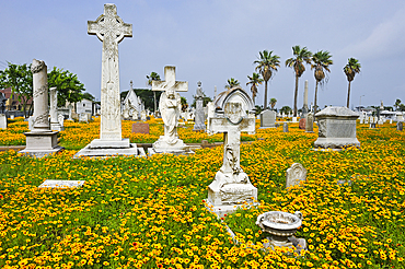 Gaillardia pulchella and Coreopsis flowers in the historic City Cemetery, Galveston island, Gulf of Mexico, Texas, United States of America