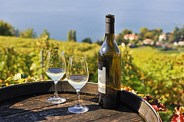 Wine tasting at Daley Estate in the Vineyard terraces of Lavaux on the bank of Lake Leman, around Lausanne, Canton of Vaud, Switzerland