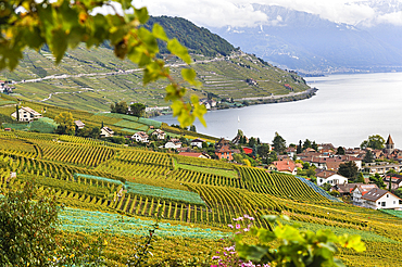 Village of Cully surrounded by vineyard terraces of Lavaux on the bank of Lake Leman, around Lausanne, Canton of Vaud, Switzerland