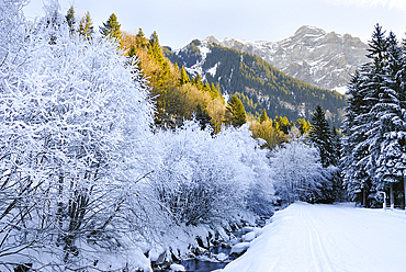 Frosted trees on a river bank, around Champery, Canton of Valais, Switzerland