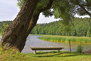 On the edge of Lusiai Lake at Paluse, Aukstaitija National Park, Lithuania, Europe