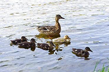 Female mallard and ducklings on the edge of Lusiai Lake at Paluse, Aukstaitija National Park, Lithuania, Europe