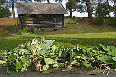 Linden, and other, branches used to flog during the traditional sauna seance on the edge of Lusiai Lake at Paluse, Aukstaitija National Park, Lithuania, Europe