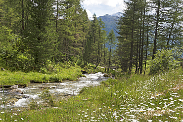 Torrent, Riva Valley (Val di Riva) (Reintal), adjacent to Ahrntal (Valle Aurina), South Tyrol (Alto Adige), Italy