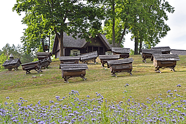 Phacelia (Phacelia tanacetifolia) in front of ancient beehives in the Beekeeping Museum, Stripeikiai, Aukstaitija National Park, Lithuania, Europe