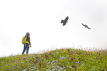 Hiker watching yellow-billed chough (pyrrhocorax graculus) in mist, Three Peaks Nature Park, Dolomites, South Tyrol (Alto Adige), Italy