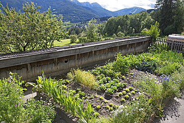 vegetable garden at the Agritourism farm Unterhaspahof, Montguelfo-Tesido, Trentino-Alto Adige, Sudtyrol, South Tyrol, Italy, South-central Europe