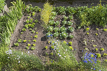 vegetable garden at the Agritourism farm Unterhaspahof, Montguelfo-Tesido, Trentino-Alto Adige, Sudtyrol, South Tyrol, Italy, South-central Europe