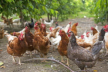 rearing of laying hens in a cherry orchard, Lerchnhof farm inn, Valdaora di Sotto, Trentino-Alto Adige, Sudtyrol, South Tyrol, Italy, South-central Europe