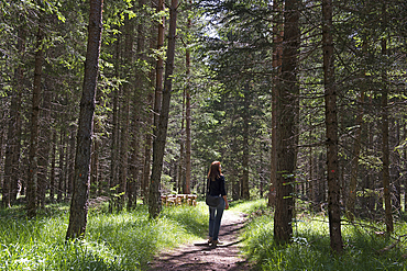 walker in spruce forest, Trentino-Alto Adige, Sudtyrol, South Tyrol, Italy, South-central Europe