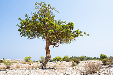 Boswellia sacra (frankincense) (olibanum) tree, Sultanate of Oman, Arabian Peninsula