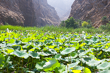 Lotus (Nelumbo nucifera) at the mouth of the Wadi Shab, canyon near Tiwi, Sultanate of Oman, Arabian Peninsula