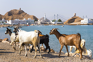 Goats on the edge of the bay at Al Ayjah village, Sur Township, port-city, capital of Ash Sharqiyah Region, Sultanate of Oman, Arabian Peninsula, Middle East