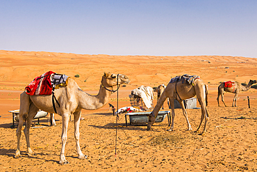 Camels near Bedouin camp in Sharqiya Sands, formerly Wahiba Sands, desert region, Sultanate of Oman, Arabian Peninsula