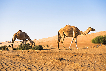 Camels in the Sharqiya Sands, formerly Wahiba Sands, desert region, Sultanate of Oman, Arabian Peninsula