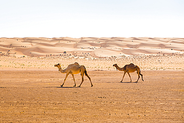 Dunes and camels in the Sharqiya Sands, formerly Wahiba Sands, desert region, Sultanate of Oman, Arabian Peninsula