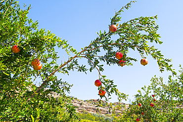 Pomegranates (Punica granatum), perched villages of Jabal Al Akhdar (Green Mountains), Sayq Plateau, Sultanate of Oman, Arabian Peninsula