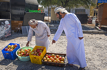 Man selling Pomegranates (fruit) on the edge of the road, Sultanate of Oman, Arabian Peninsula, Middle East