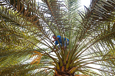 man climbing into a date palm to cut the bunches of dates at Birkat Al Mouz in the Al Dakhliya region at the foothills of Jebel Akhdar, Sultanate of Oman, Arabian Peninsula, Middle East