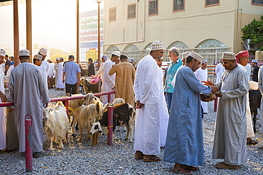 Cattle auction market on Friday morning at Nizwa, Ad Dakhiliyah Region, Sultanate of Oman, Arabian Peninsula