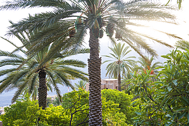 Palm tree above Wakan village in the Western Hajar Mountains, South Batinah Governorate in the border with Al Dakhiliyah Governorate through Al Hajar mountain range. Sultanate of Oman, Arabian Peninsula, Middle East