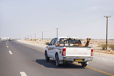 Camel transport in the back of a pickup, Sultanate of Oman, Arabian Peninsula