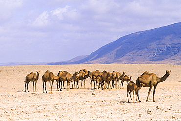 Camels, Dhofar, Sultanate of Oman, Arabian Peninsula