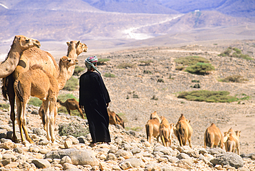 Bedouin and camels, Dhofar, Sultanate of Oman, Arabian Peninsula