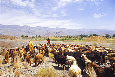 Bedouin and cattle, Samhan Djebel, Dhofar, Sultanate of Oman, Arabian Peninsula