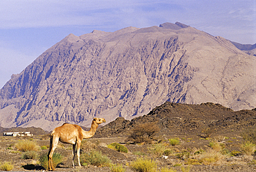 Camel in Djebel Akhdar, Sultanate of Oman, Arabian Peninsula