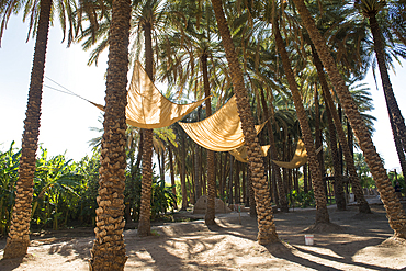 Date palm grove in the oasis of AlUla, Medina Province, Saudi Arabia, Middle East