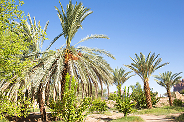 Date palm grove in the oasis of AlUla, Medina Province, Saudi Arabia, Middle East