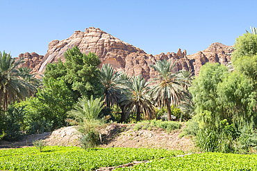 Gardens in the date palm grove in the Oasis of AlUla, Medina Province, Saudi Arabia, Middle East