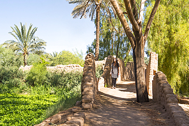 Woman walking on a path inside the Date palm groves in the oasis of AlUla, Medina Province, Saudi Arabia, Middle East