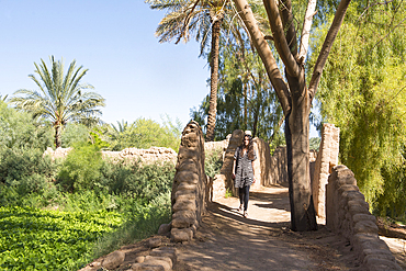 Woman walking on a path inside the Date palm groves in the oasis of AlUla, Medina Province, Saudi Arabia, Middle East