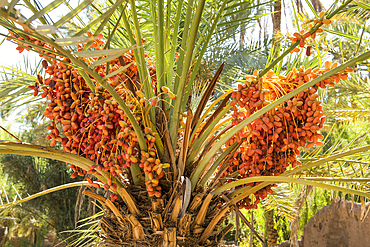 Date bunches in a palm grove of the oasis of AlUla, Medina Province, Saudi Arabia, Middle East