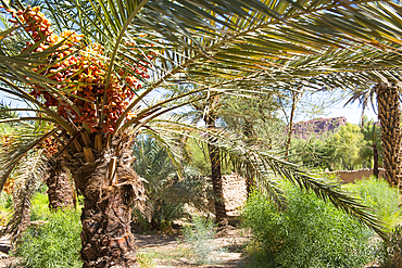 Date bunches in a palm grove of the oasis of AlUla, Medina Province, Saudi Arabia, Middle East